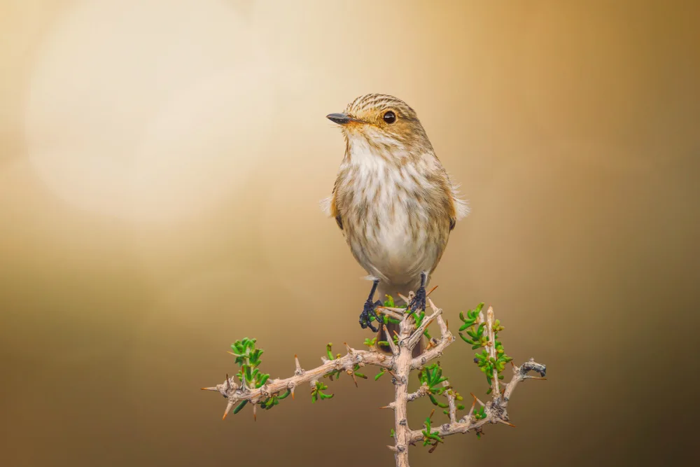 Pezeshki, Sina: Spotted Flycatcher