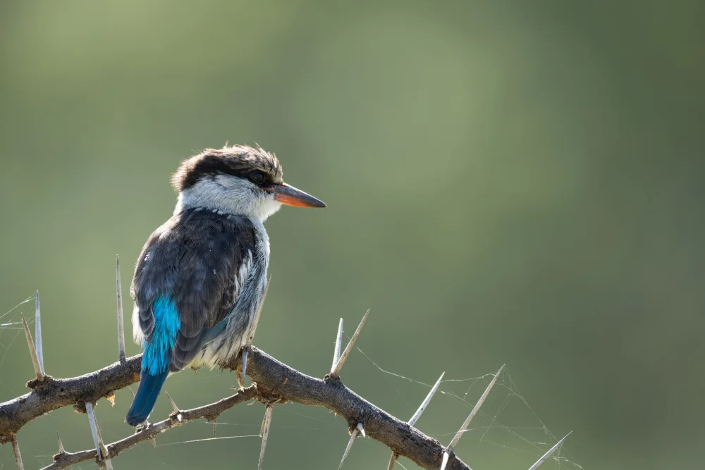 Diana, Iris: Kingfisher