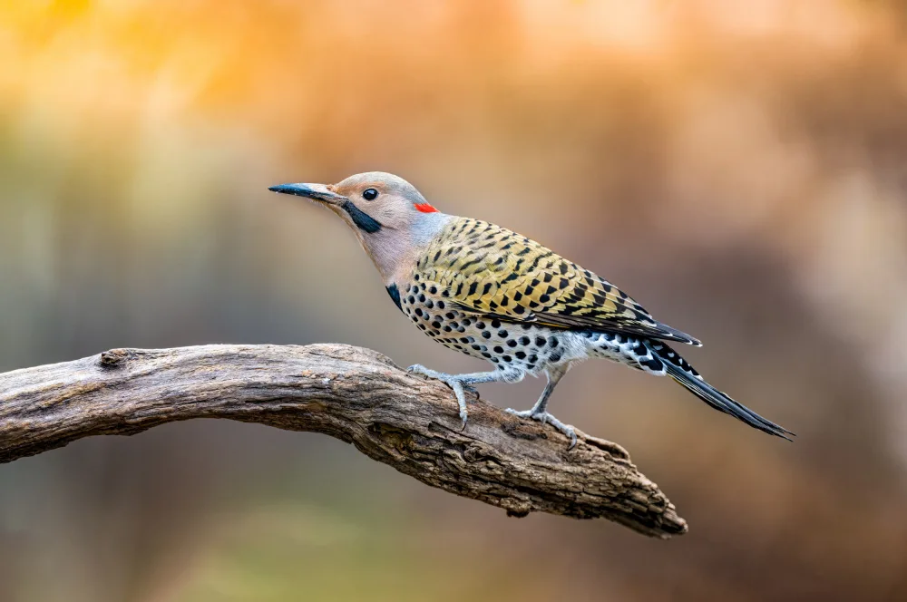 Graham, Jeff: Flicker