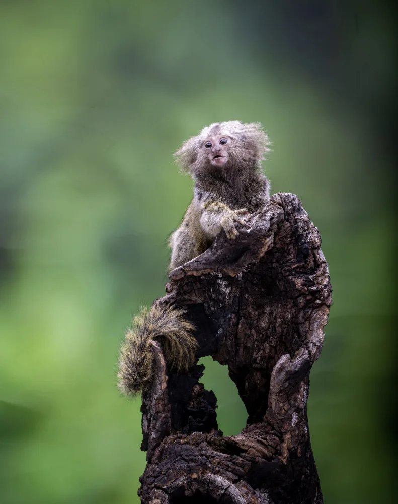 Hidajat, Muljati: Marmoset