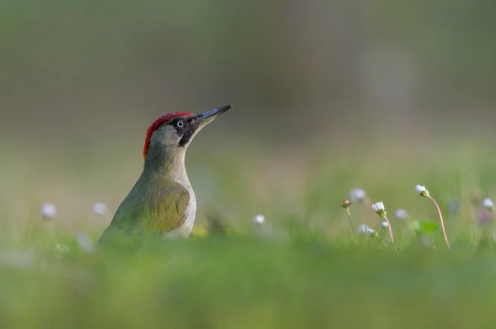 Rossini, Alessandro: Green beauty