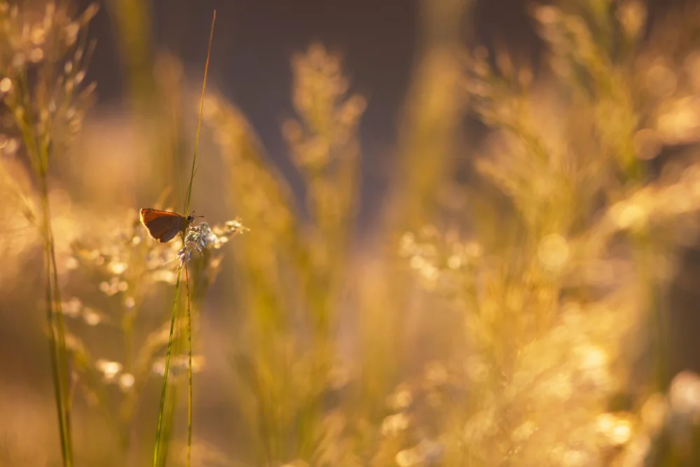 Serge: Bokeh