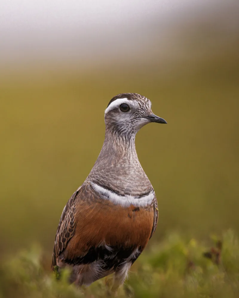 Renmyr, Magnus: A curious dotterel