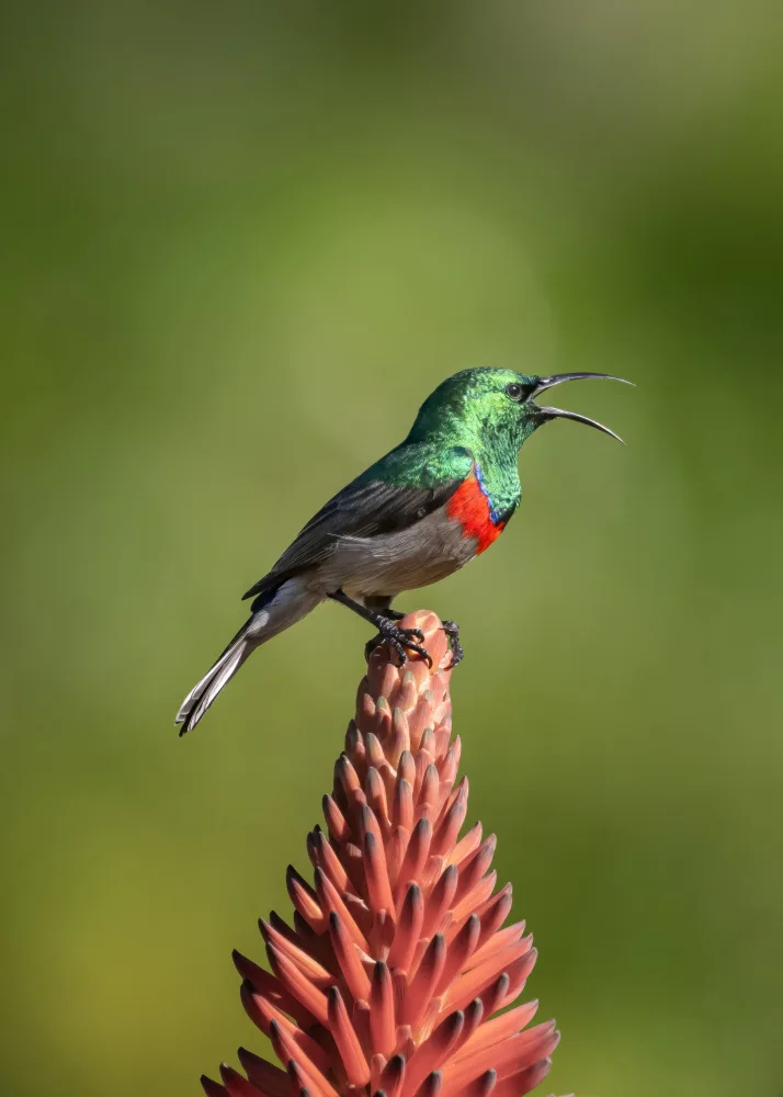 Zhang, Joan: Le sunbird chantant