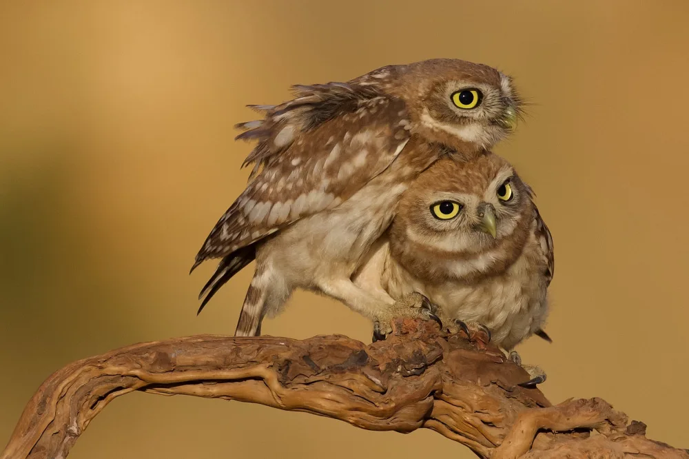 Manusevich, David: Little owls