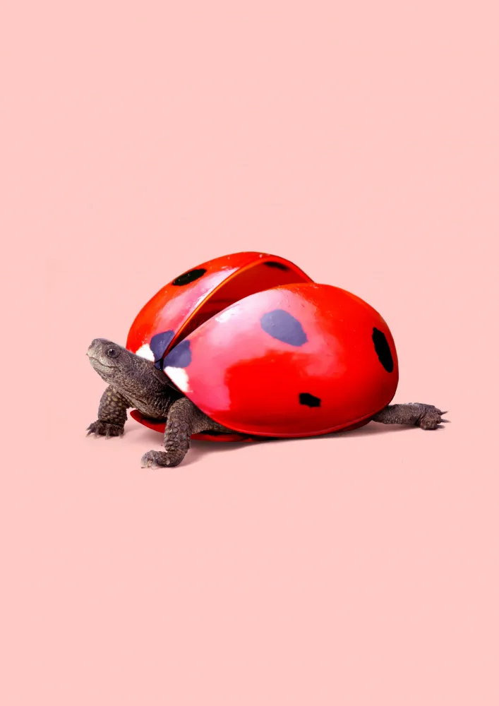 Pozdniakov, Artem: Tortuga Mariquita