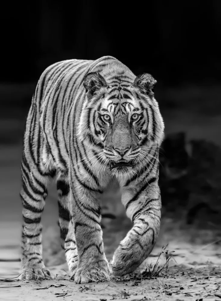 Sharma, Abhinav: Tête de tigre