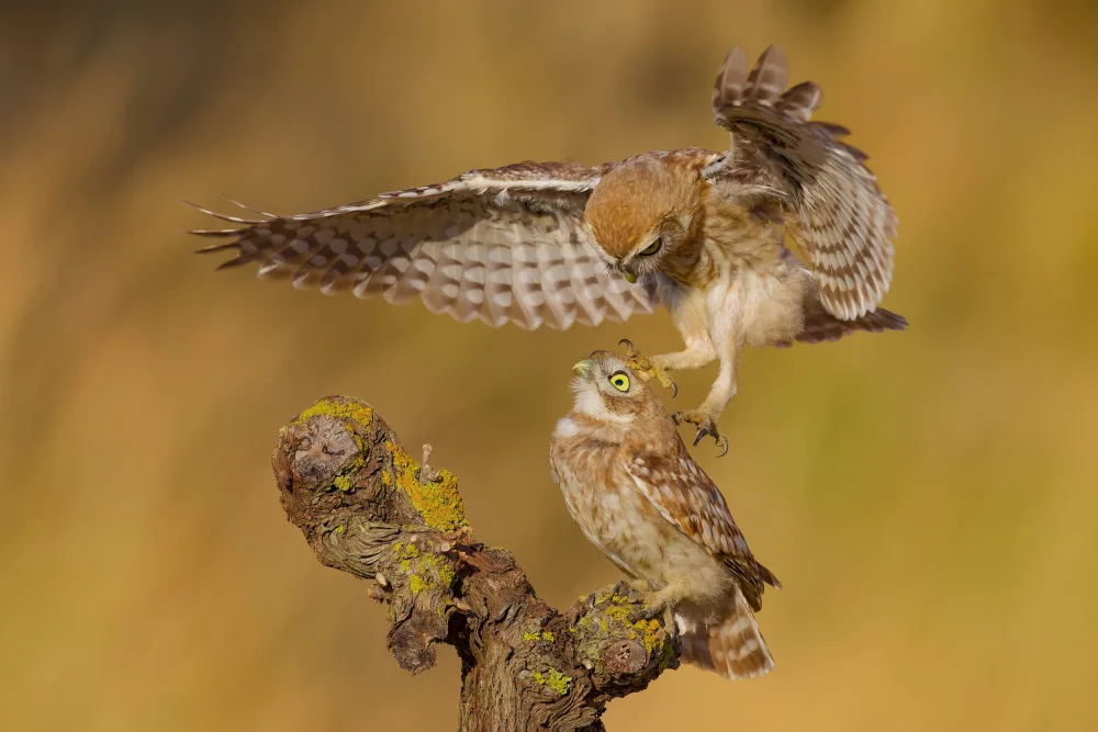 Manusevich, David: Little owls