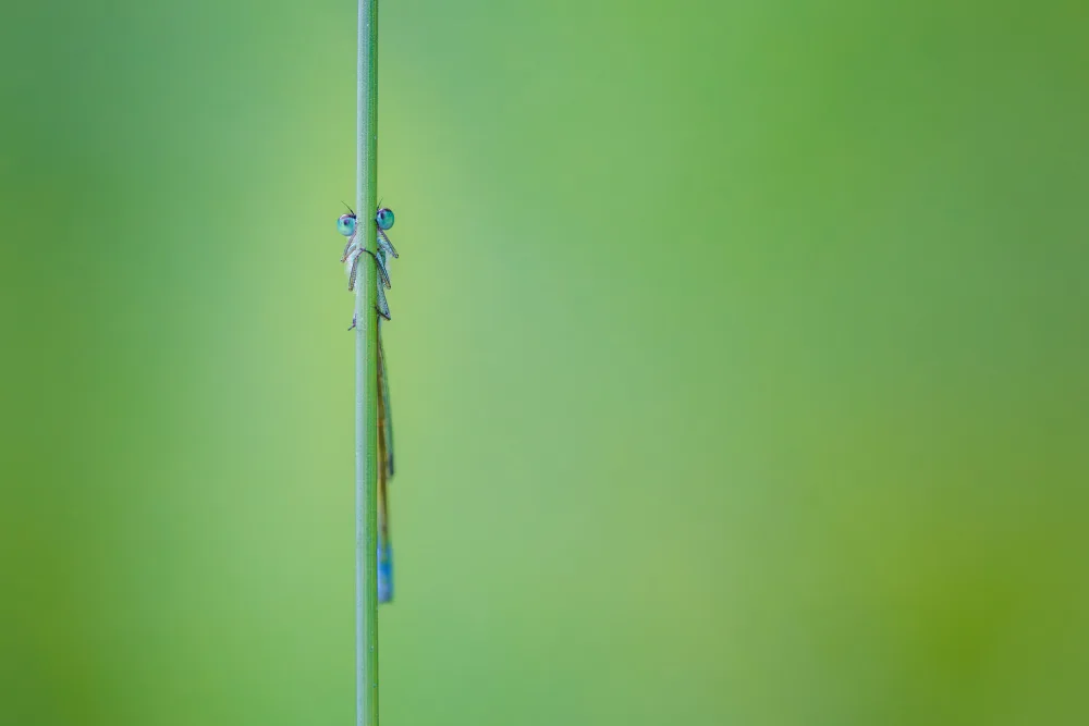 Khan, Zaheer: Look into my eyes. Damselfly