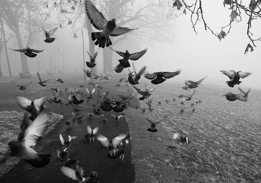 Kosanovic, Miodrag: Feathers in the mist