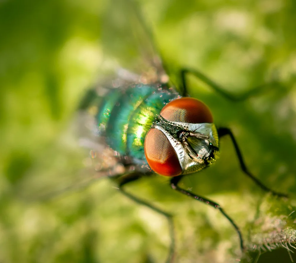 Mendoza, Danny: Greenbottle