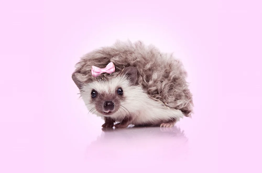 Pozdniakov, Artem: Curvy Hedgehog