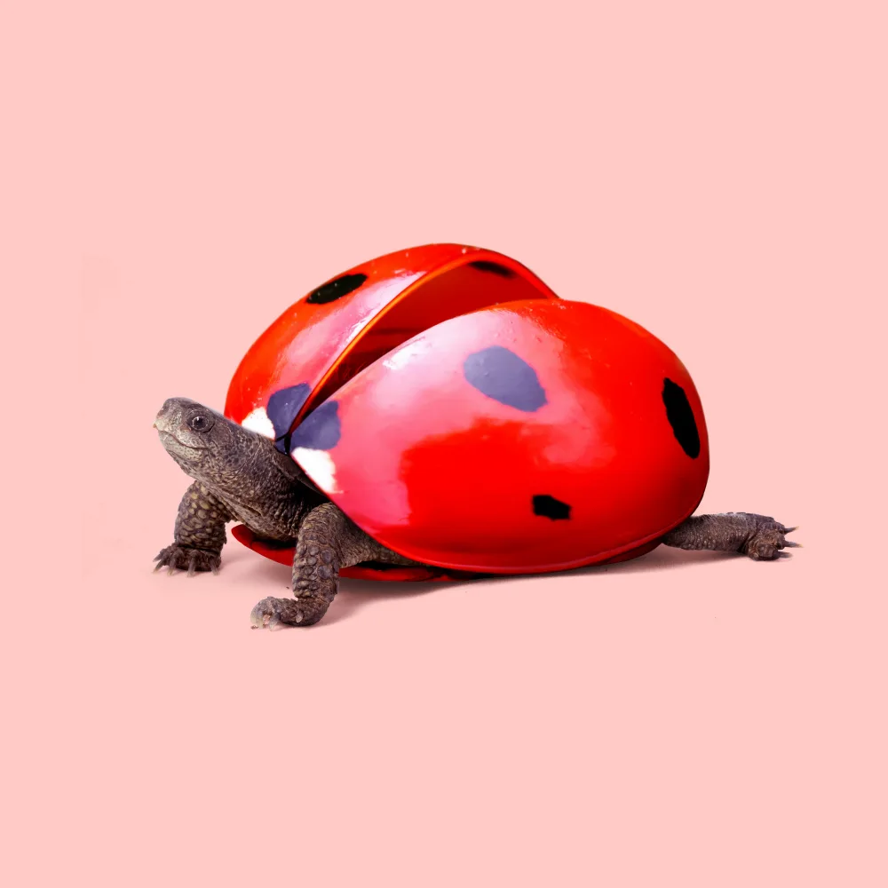 Pozdniakov, Artem: Tartaruga coccinella