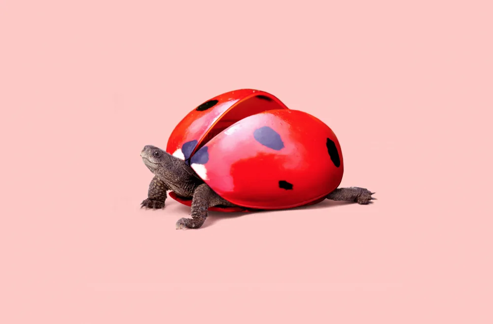 Pozdniakov, Artem: Ladybug Turtle
