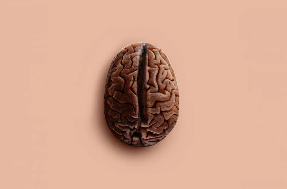 Pozdniakov, Artem: frijol cerebral