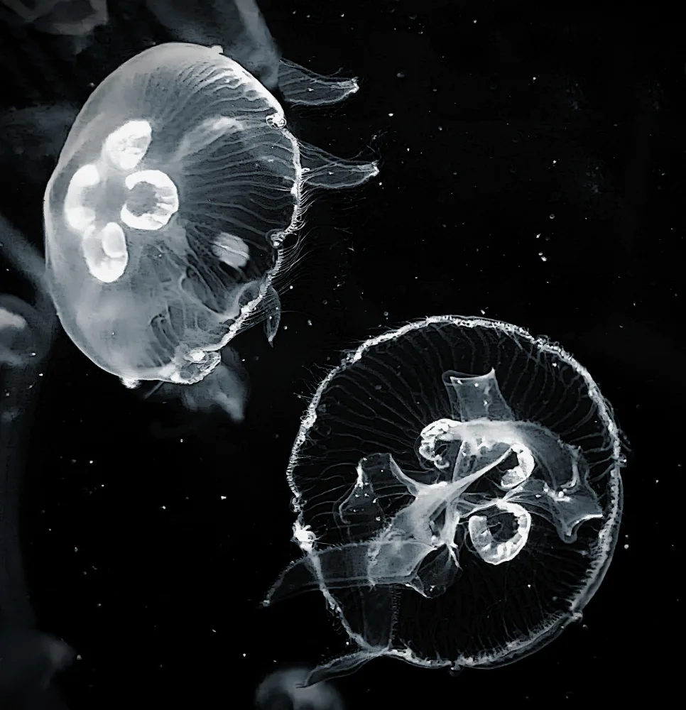 Dingemans, Saskia: Floating jellyfish .