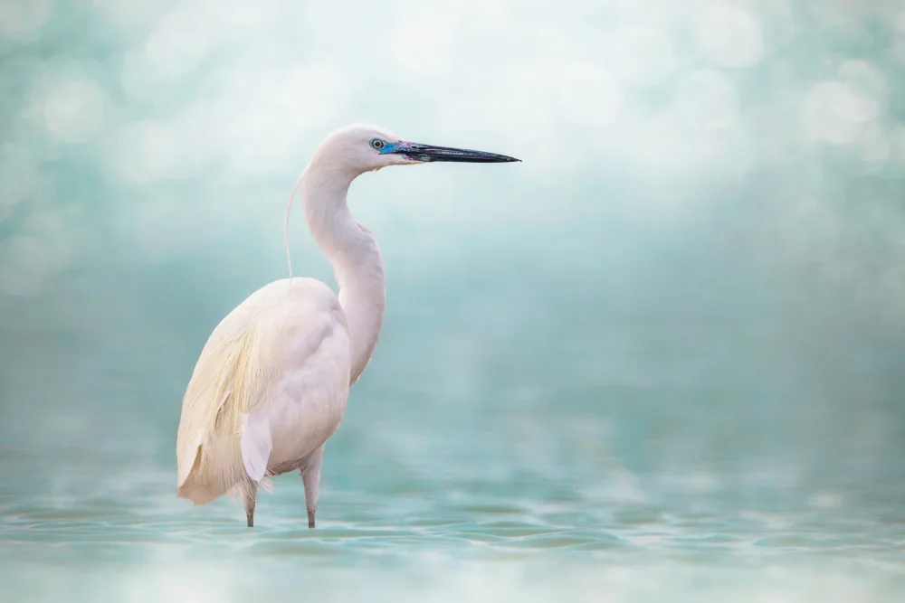 Pezeshki, Sina: Reef Heron