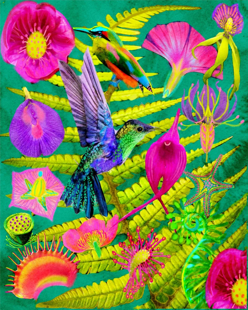 nicolo, giovanna: Forest Birds.png