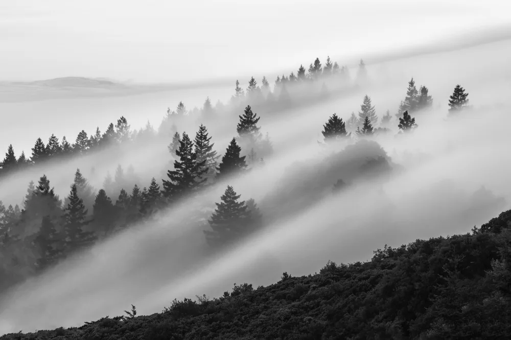 Li, Ryan: Nebbia che scorre