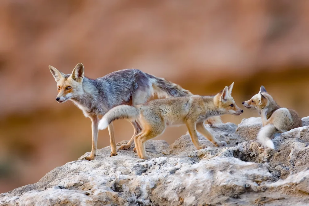 Manusevich, David: Fox family