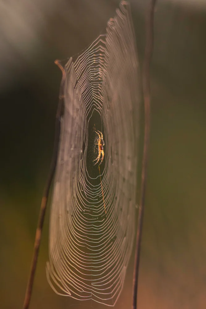 Serge: Goldene Spinne
