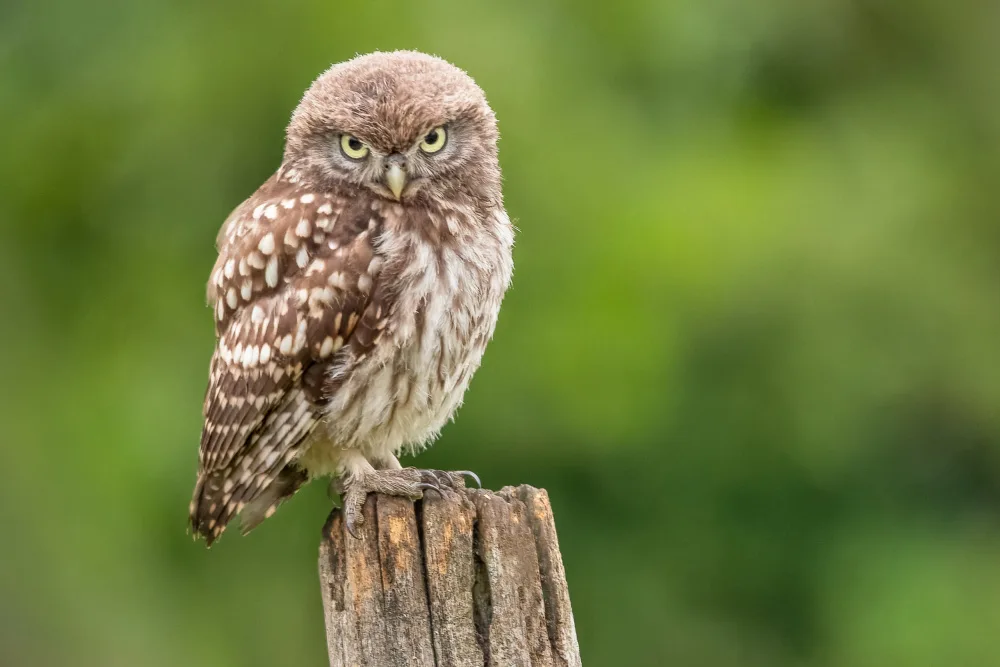 Hoog, de Roelof: Not amused