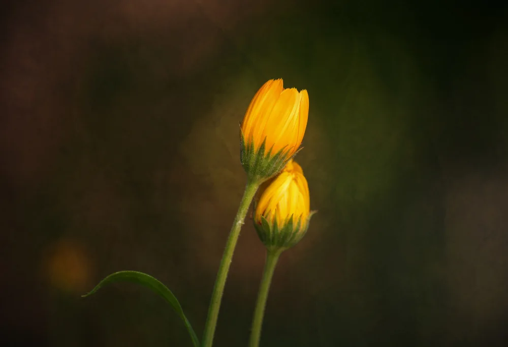 Cui, yang Xiang: Together