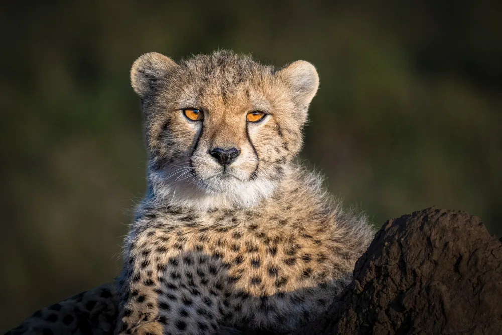 Sink, C. Jeffrey: Future King of the Savanna