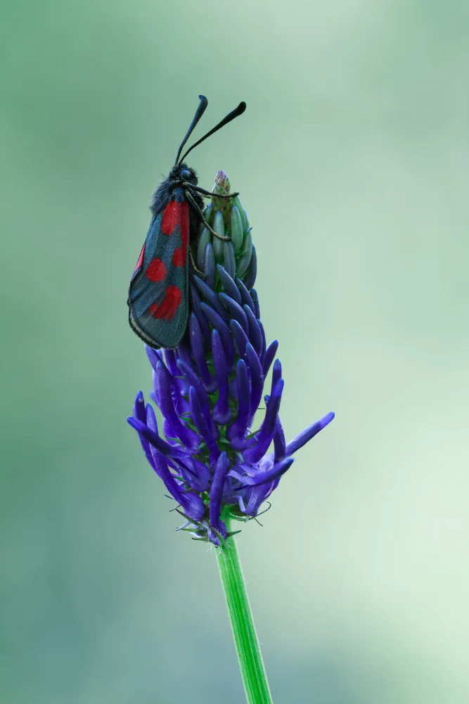 Tudose, Adrian: The magic world of moths