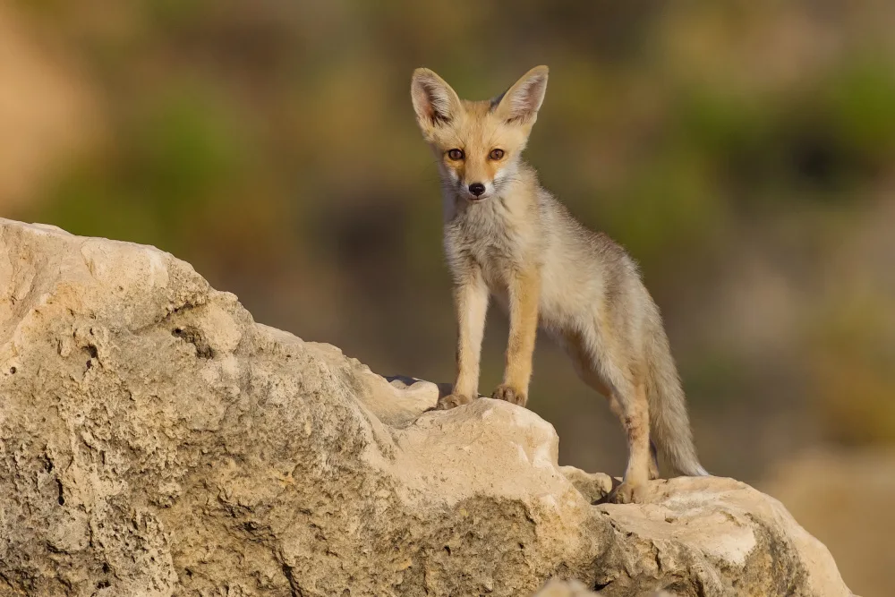 Manusevich, David: Fox family