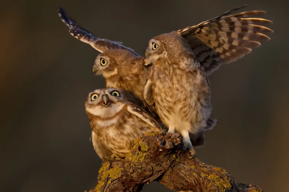 Manusevich, David: Little owls