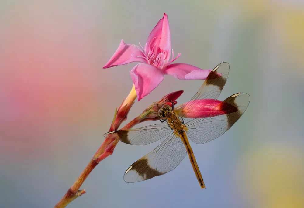 Chiodini, Massimo: Libelle