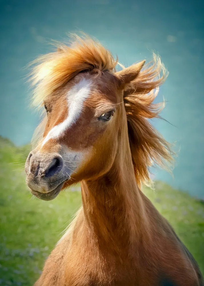 Repelnig, Hans: Happy horse