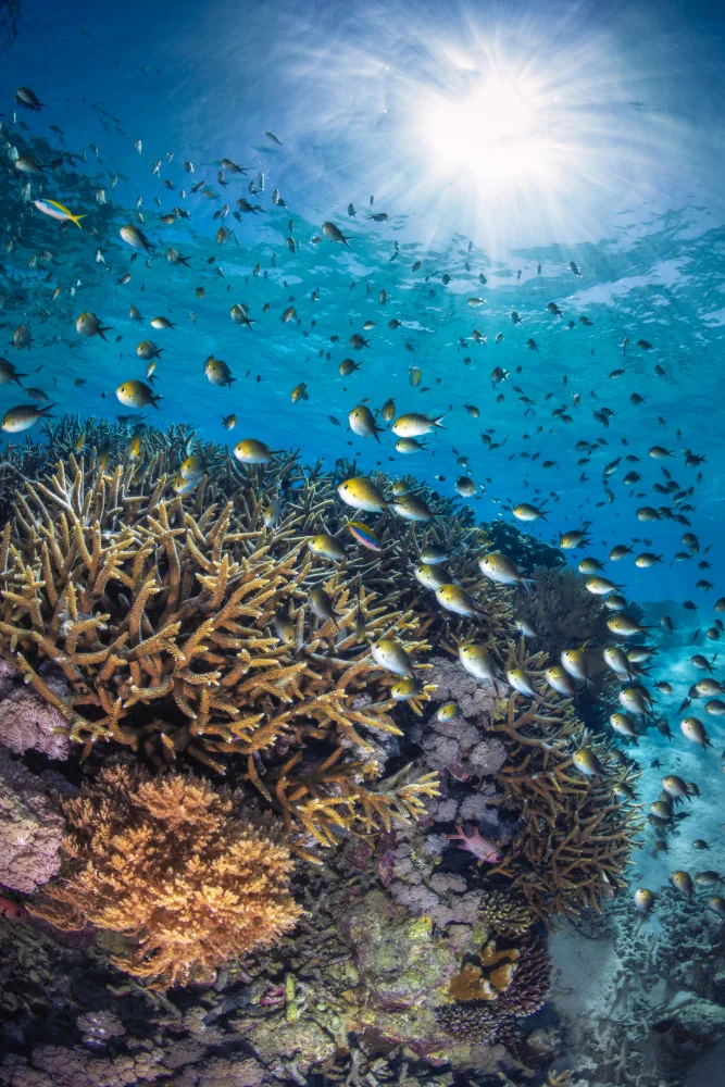 Gabriel, Barathieu: Damselfish proti světlu