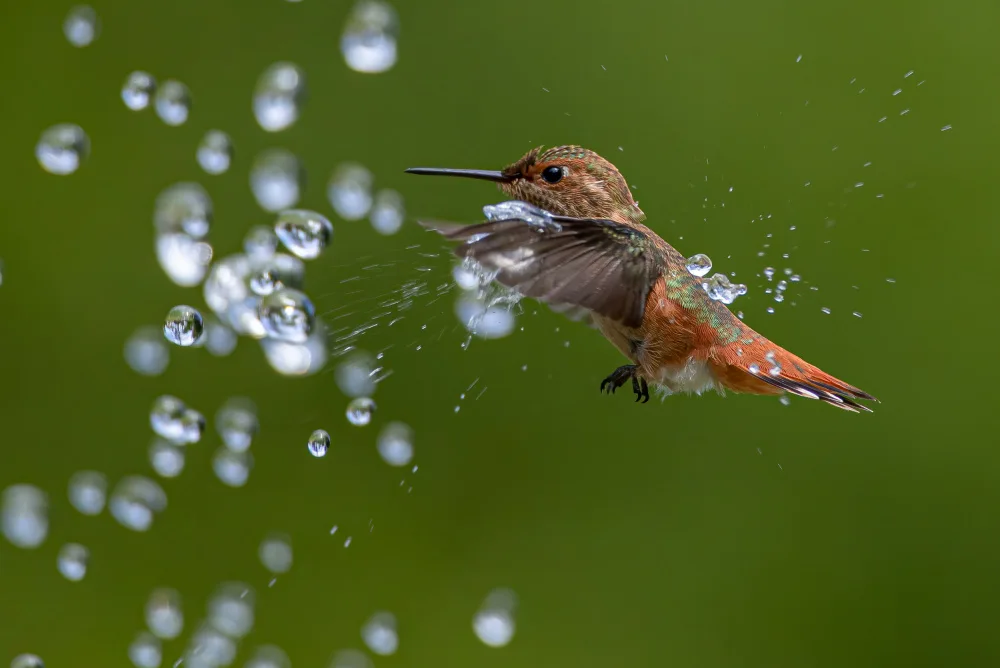 Huang, Johnson: Playing water