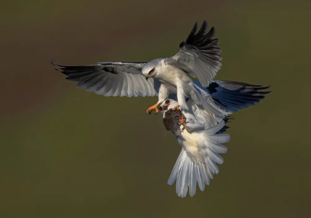 Huang, Johnson: White Tail Kite