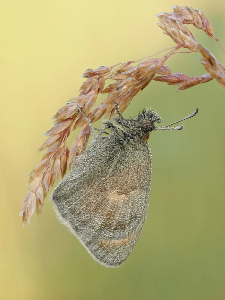 Kralik, Rostislav: Coenonympha pamphilus