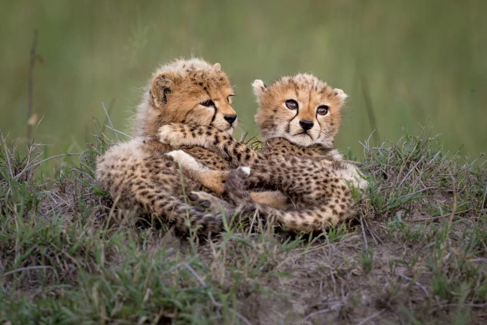 Roshkumar: Best Sibling
