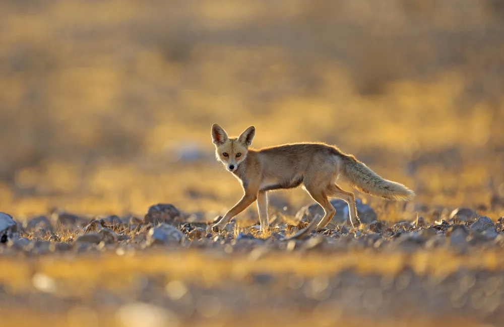 Waldmann, Shlomo: Desert Fox