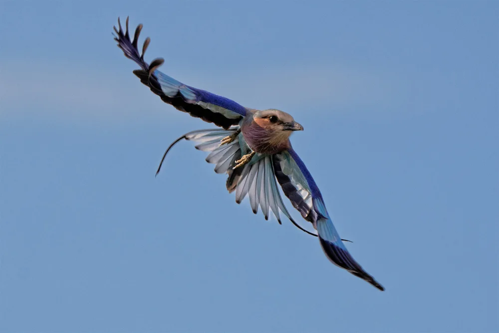 Shi, Mei: Lilac-breasted Roller