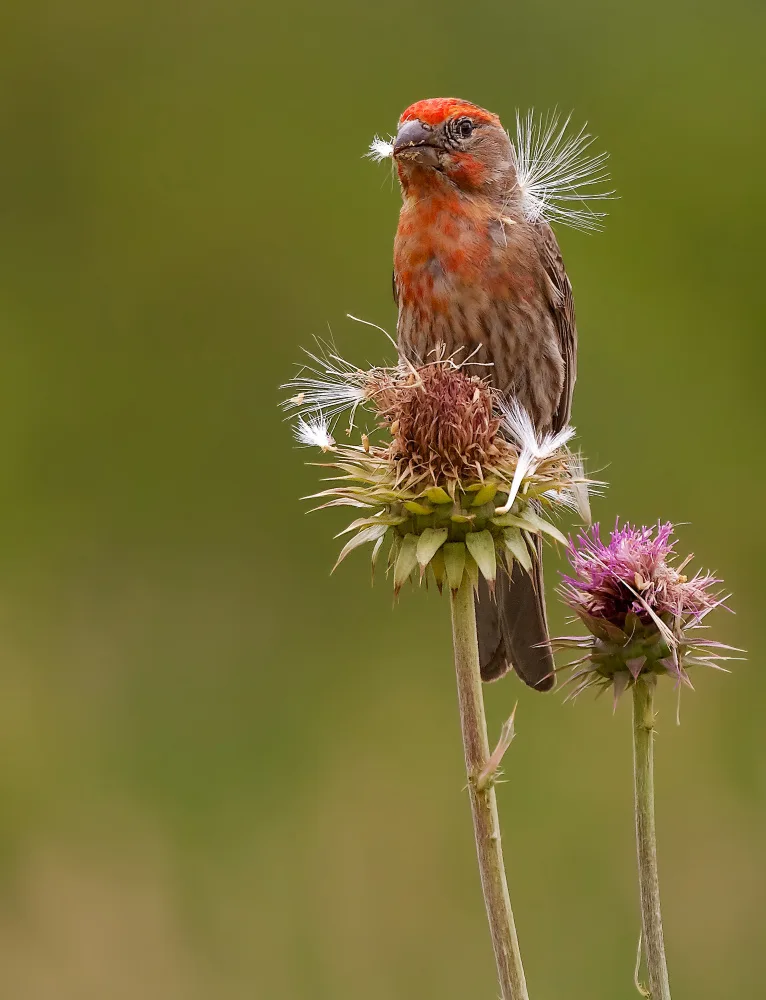 Verdon: House Finch on a thistle