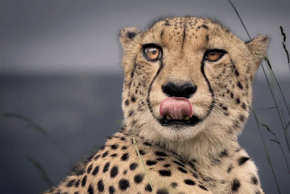 NOTO, DI GENNARO: ...tongue out!...