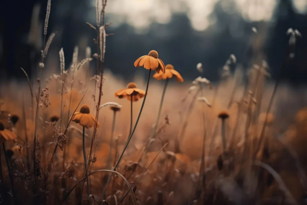 Treechild: Margaritas De Naranja