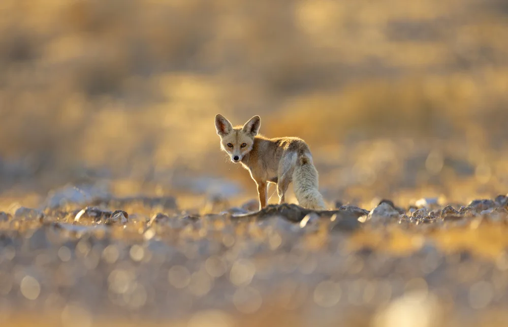 Waldmann, Shlomo: Fox on Sunset