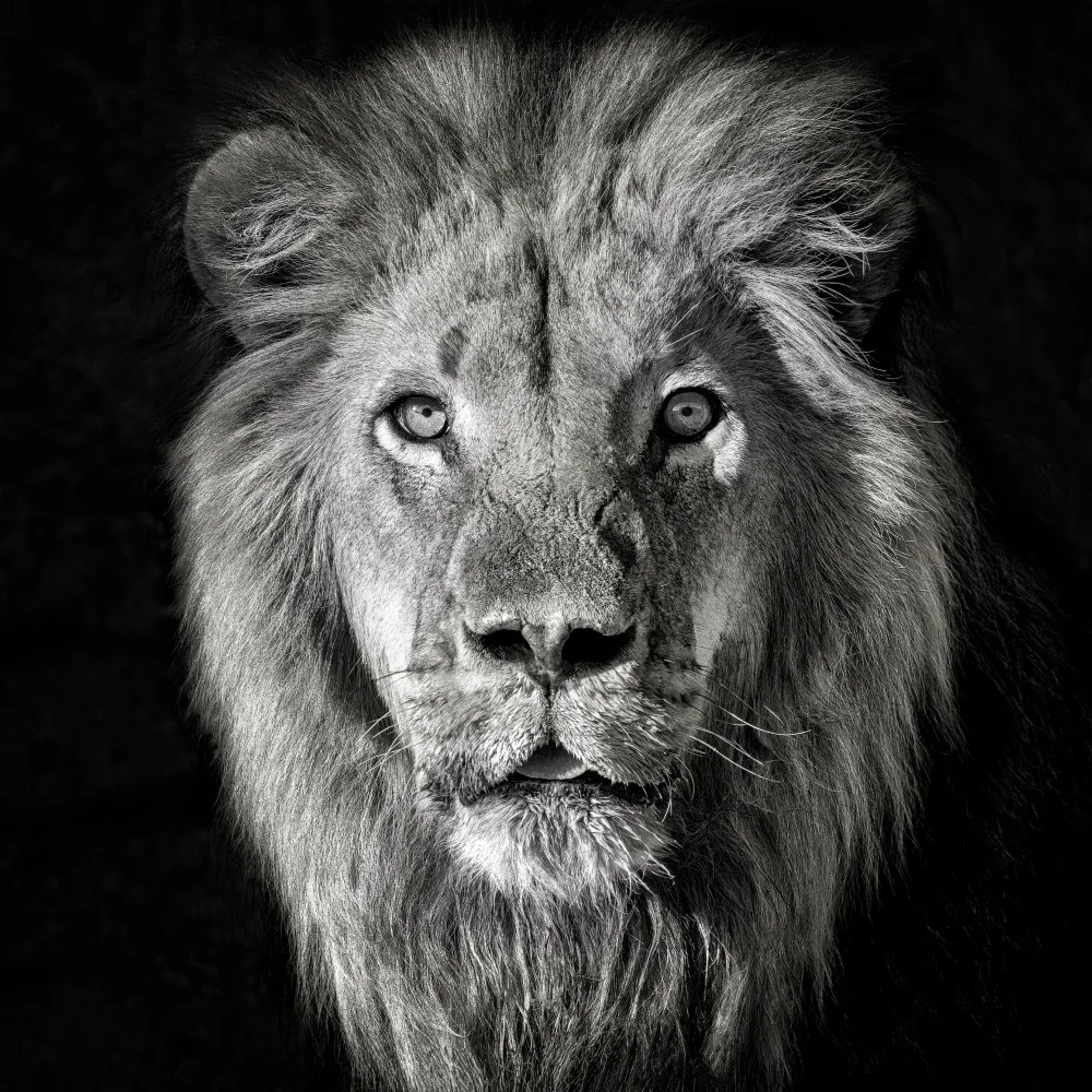 Guillemot, Mathilde: Lion Portrait- Panthera Leo