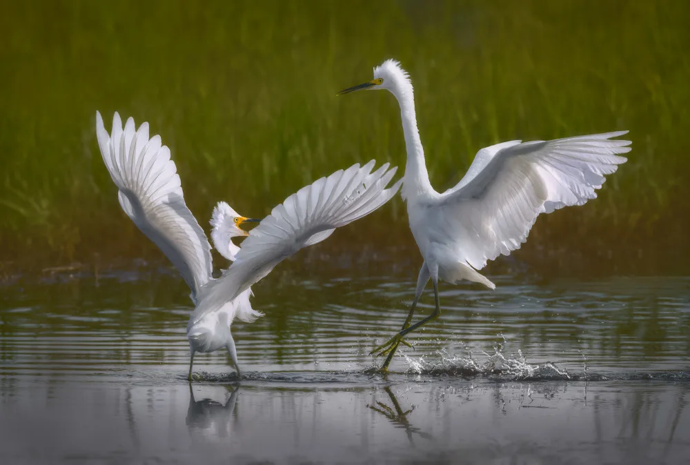 Tian, Xiaobing: Two snowy egrets