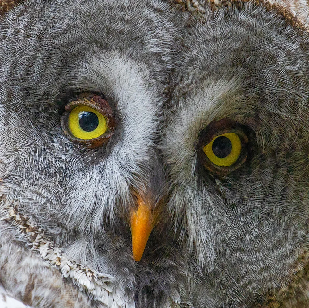 Rompf, Heike: Bartkauz