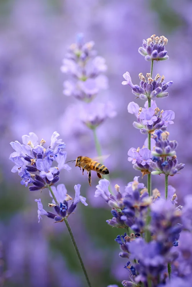 Kazun, Andrii: Lavender world...