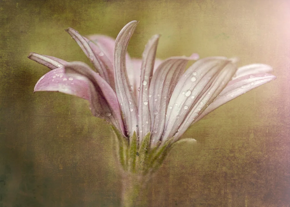 Moss, Susan: Schön in pink