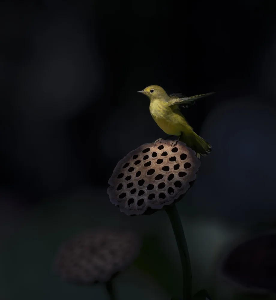 Tseng, Judy: Stand on the lotus pod